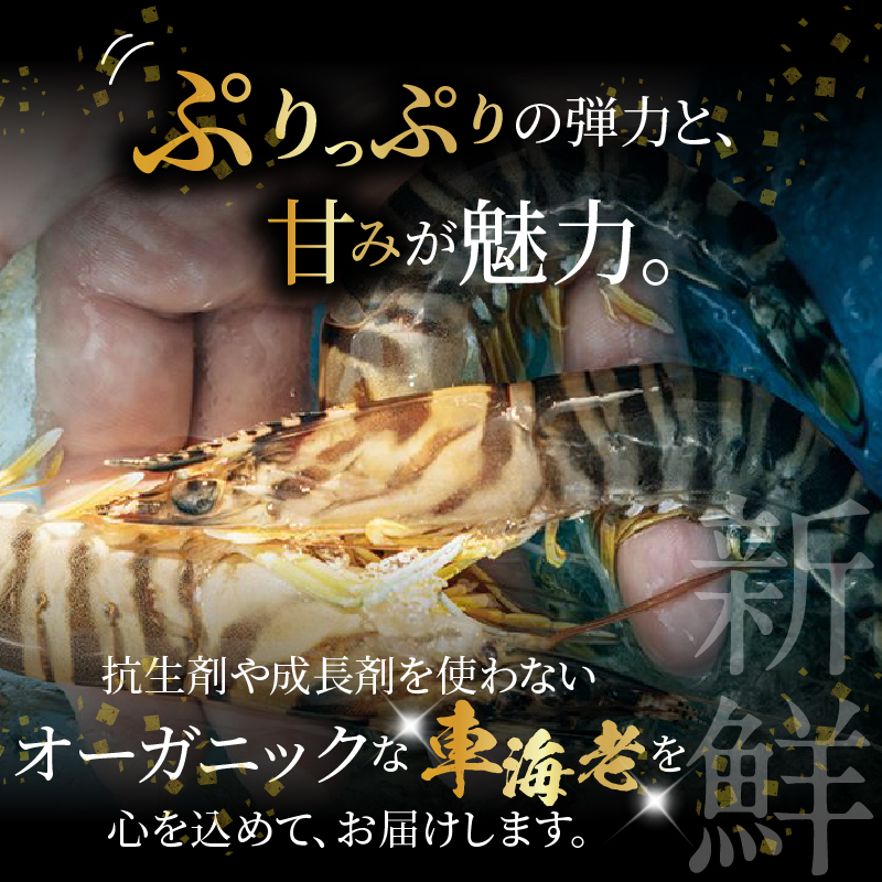 S010-004_活き車海老「やまと車海老」300g〈先行予約〉