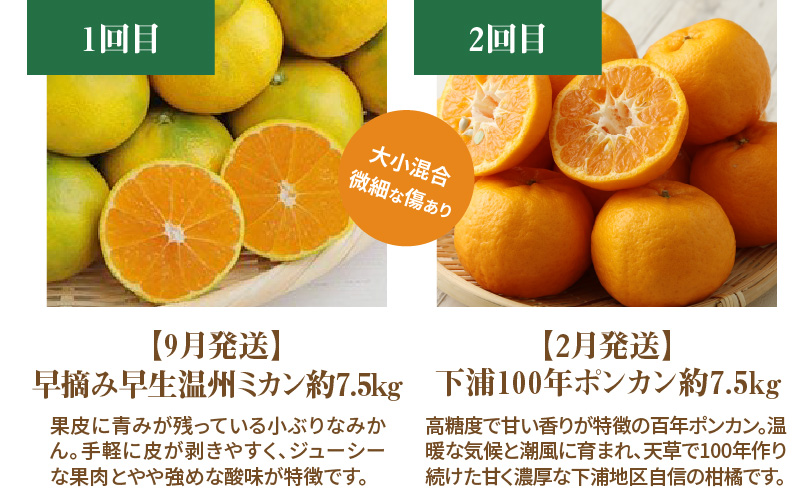 S040-018_【訳あり 定期便5回】天草 下浦地区の農家が愛情込めて育てた柑橘5種〈先行予約〉