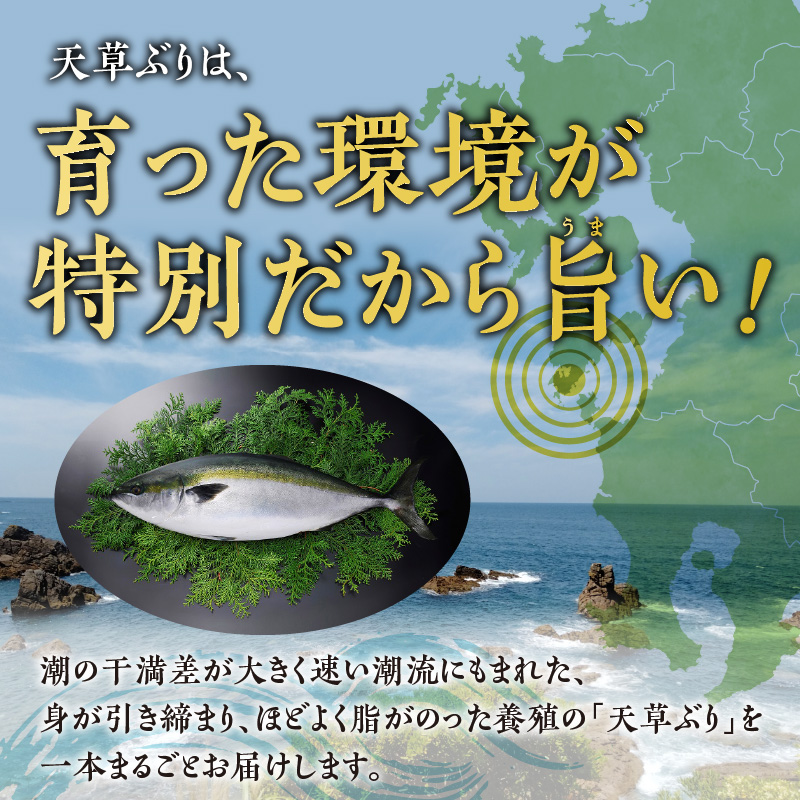 S042-003_天草 ぶりまるごと 一尾 4.5kg前後×1尾 ブリ 鰤【先行予約】