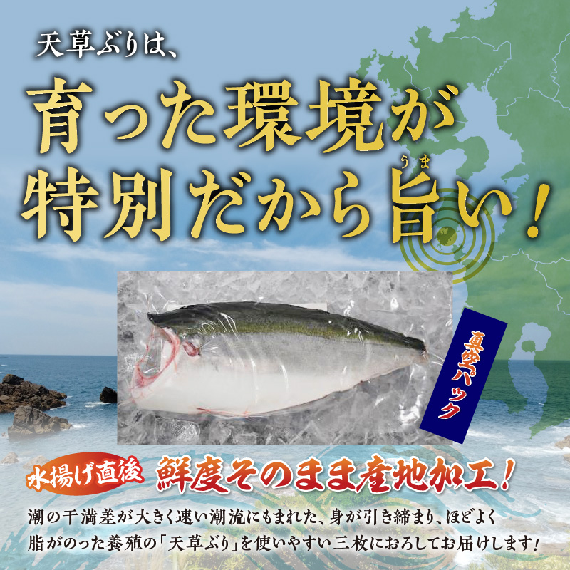 S042-005_活〆天草ぶり ブリフィレ 約1.5kg【先行予約】