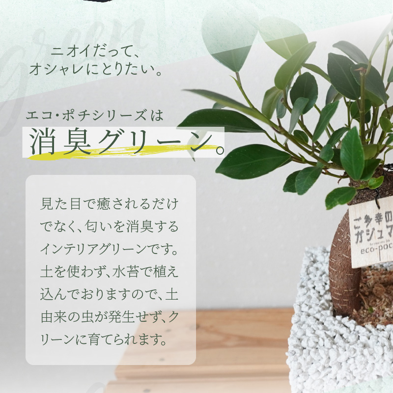 S060-114_エコ・ポチ　キューブ白　ガジュマル キューブ白