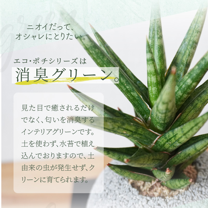S060-115_エコ・ポチ　スフィア・ミニグレー　サンスベリア