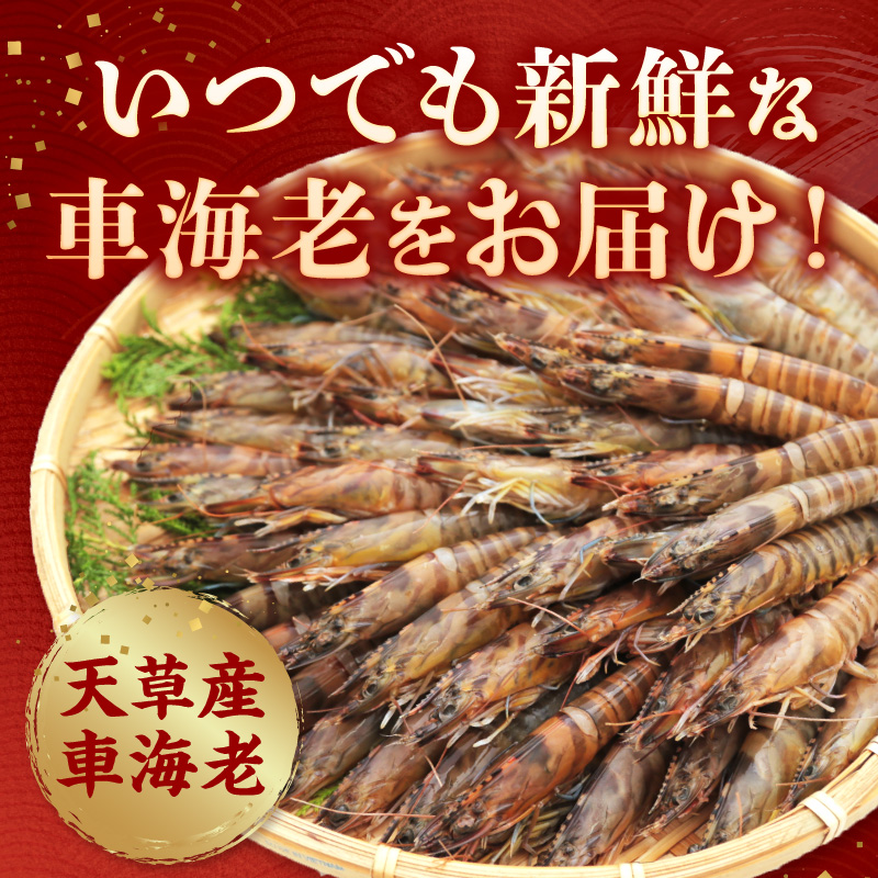 S065-004_活き〆冷凍車海老 1.5kg (500g×3パック)