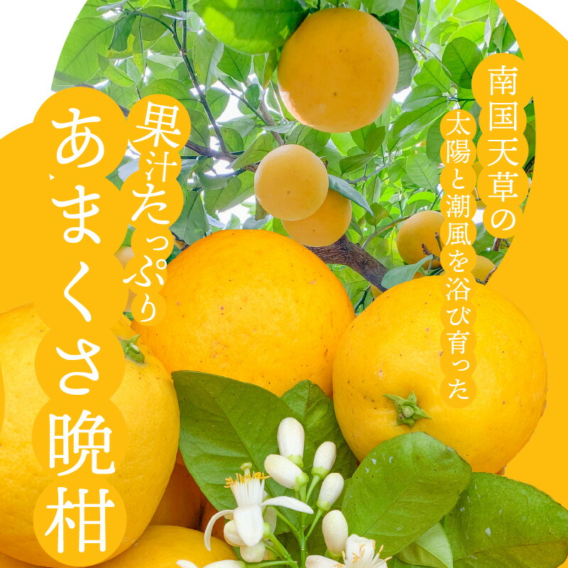 S149-003_あまくさ晩柑 約5kg【先行受付】 約5kg