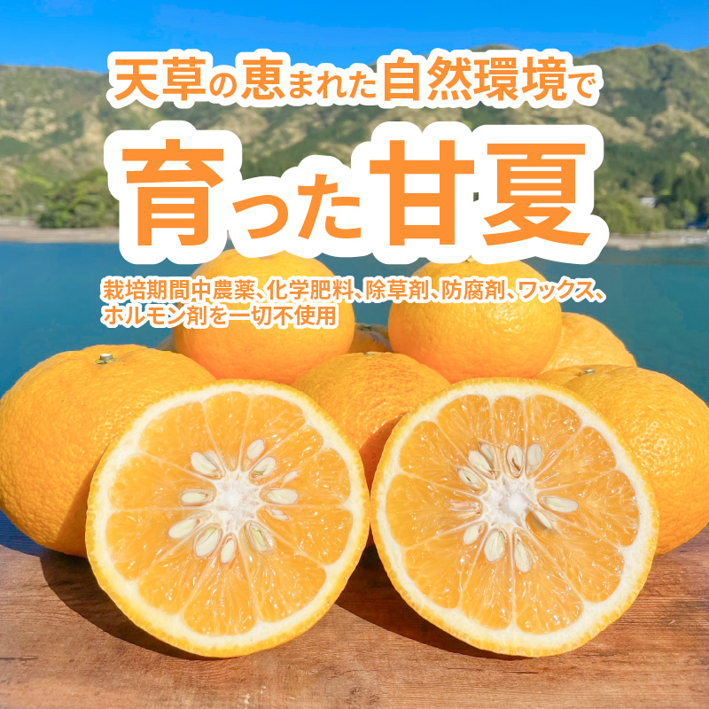 S162-002_甘夏みかんストレートジュース