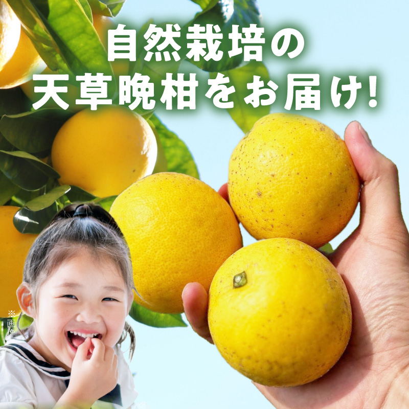 S178-002_【自然栽培】天草晩柑 約10kg