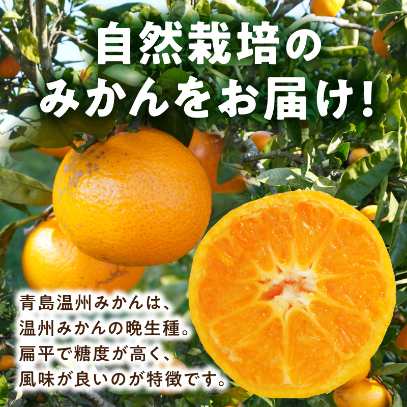 S178-003_青島温州みかん 約5kg