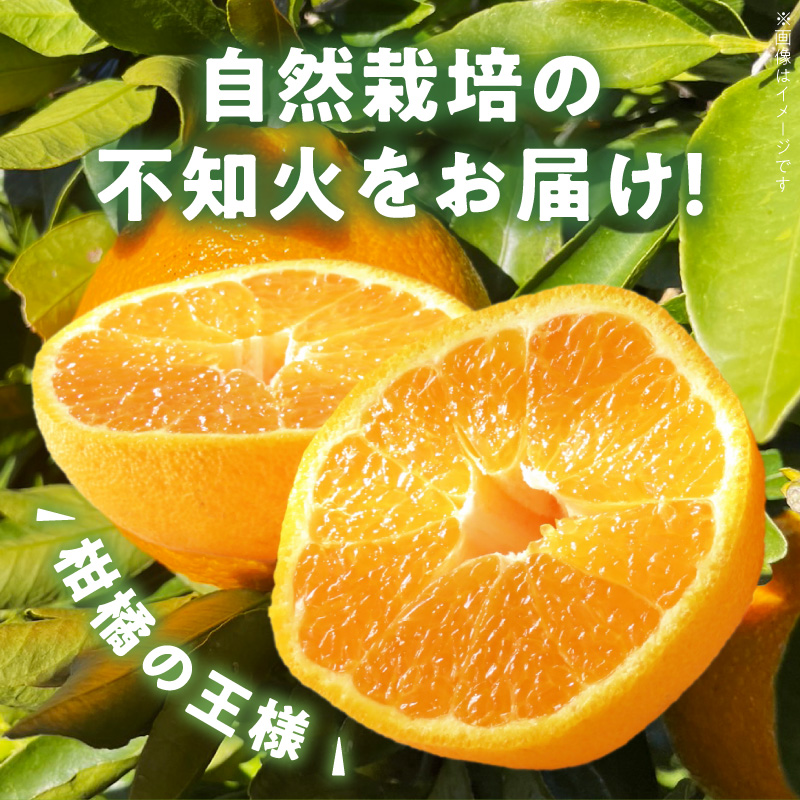 S178-004_【自然栽培】不知火 約2kg