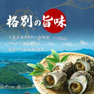 S002-018_活さざえ　1kg超え！　約3人前