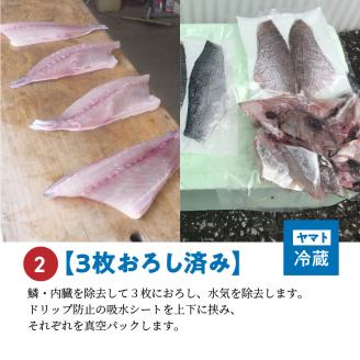 S059-018_【3枚おろし済み】 天草わくわく便 まるごと鮮魚セット