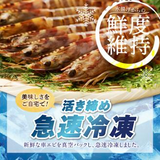 S059-020_特大 車エビ 2パック セット