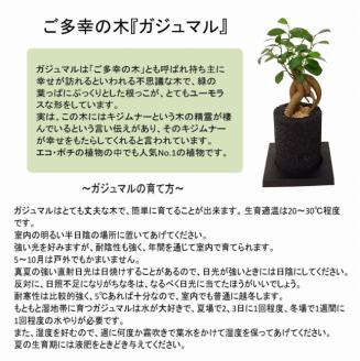 S060-086_エコ・ポチ シリンダー　黒 ガジュマル 黒