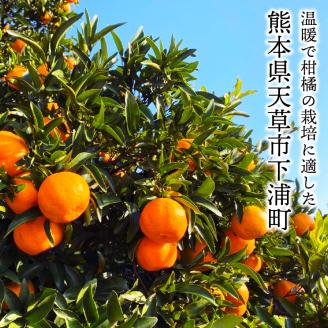 S117-003_香りを食す！熟成完熟天草ぽんかん 1月発送 約3kg秀品〈先行受付〉