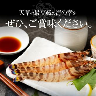 S002-003_活車海老とアワビ詰合せ 車海老 約10尾 アワビ 3～5枚