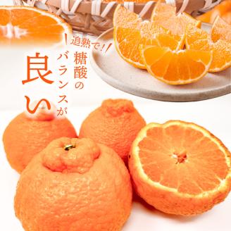 S153-001_天草産 不知火 約3kg【先行受付】