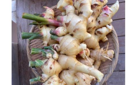 S143-004_生姜約2kg【先行受付】