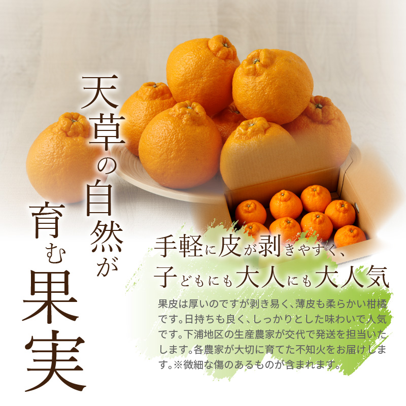 S040-010_農家の手摘み不知火 約3kg〈先行受付〉