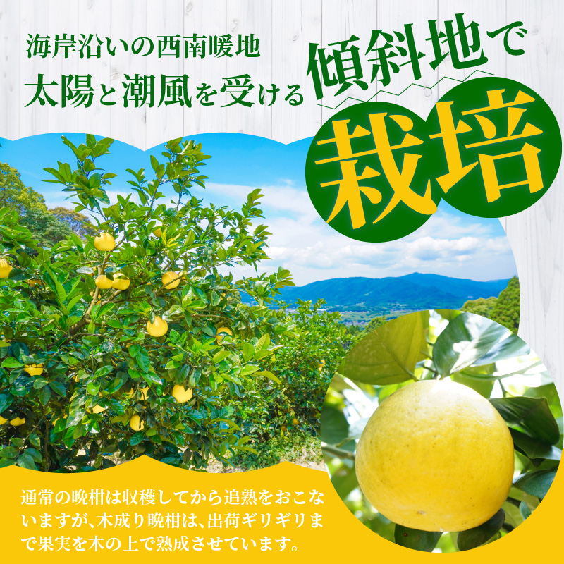 S040-023_【2026.7月発送】農家の手摘みあまくさ木成り晩柑 　約7.5kg 2026.7月発送