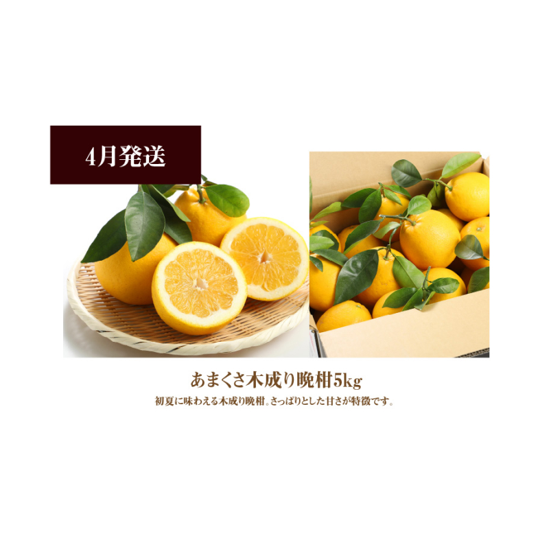 S040-T11_【お試し定期便】天草・下浦の旬の柑橘3種Dセット