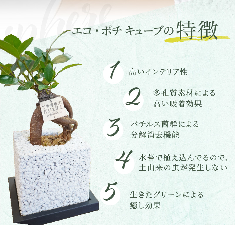 S060-114_エコ・ポチ　キューブ白　ガジュマル キューブ白