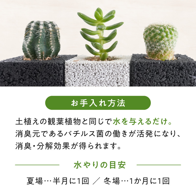 S060-122_キューブ・トゥーリオ　世界初の消臭グリーン(サボテン・多肉植物）