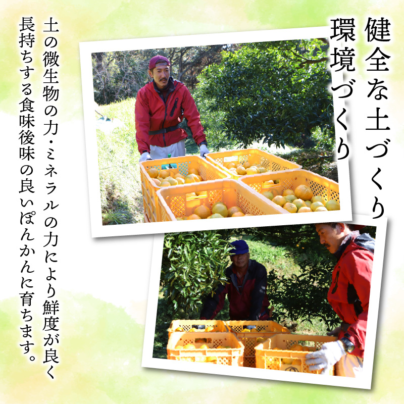 S117-004_香りを食す！熟成完熟天草ぽんかん 2月発送 約3kg秀品〈先行受付〉