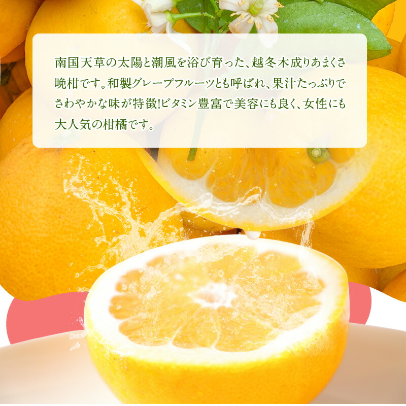 S149-003_あまくさ晩柑 約5kg【先行受付】 約5kg