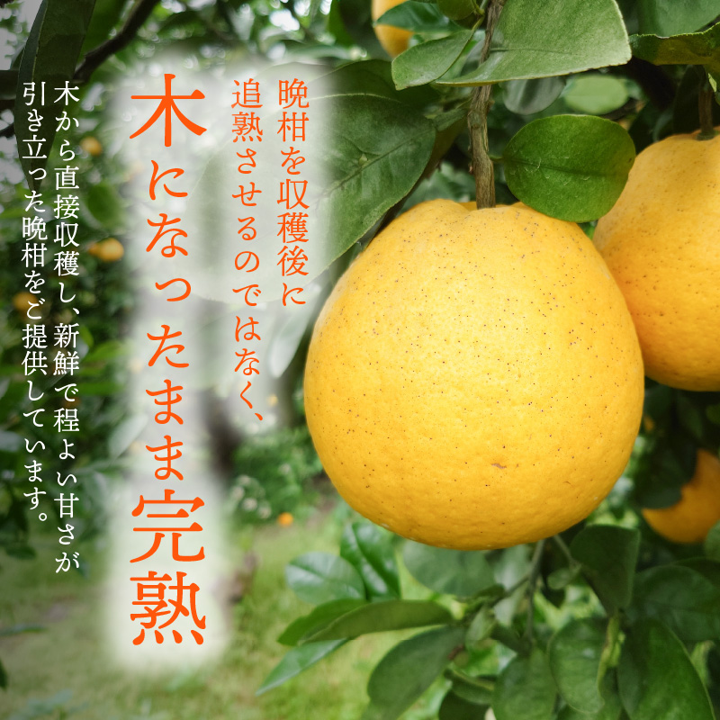 S153-003_熊本県天草産木成りあまくさ晩柑 約8kg
