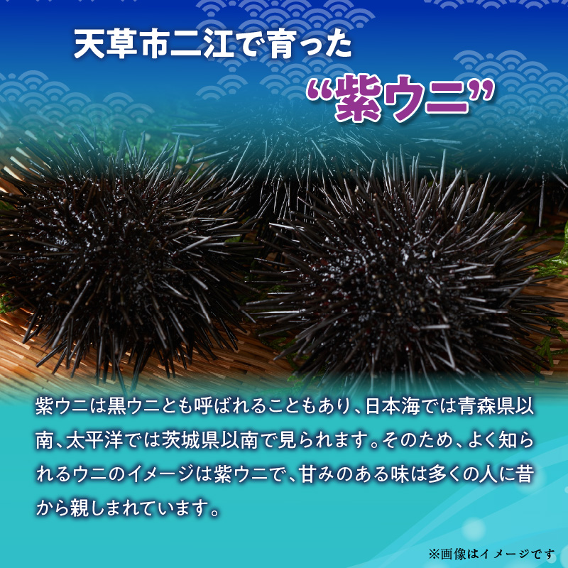 S157-011_天草二江の天然紫うに 80g 80g