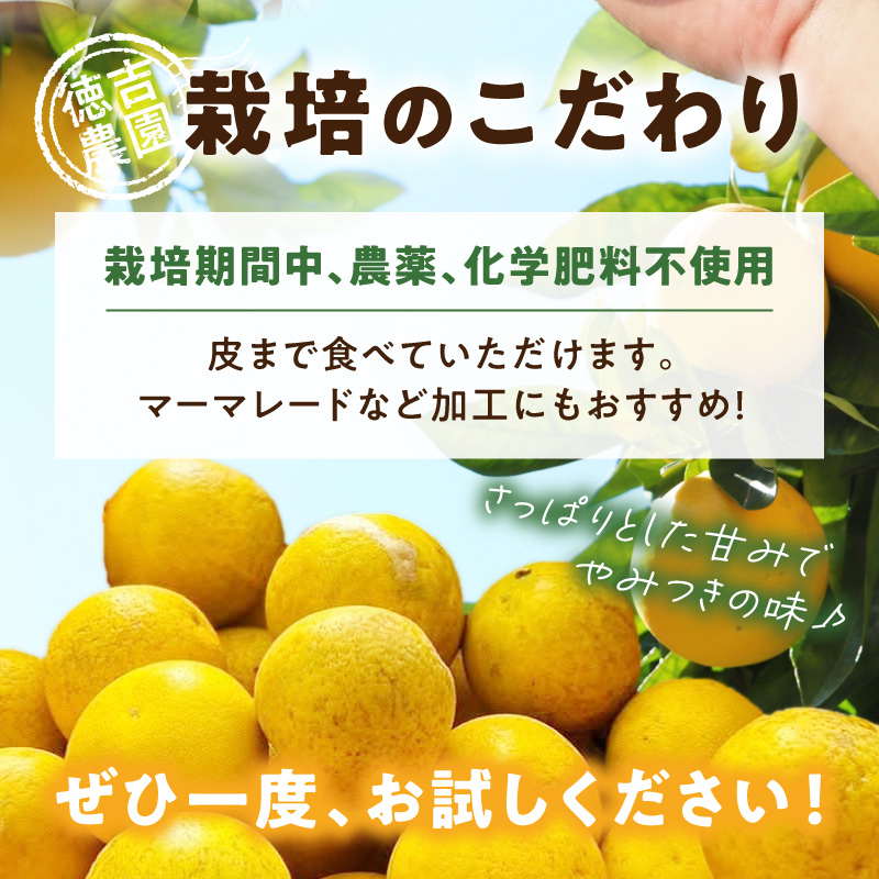 S178-002_【自然栽培】天草晩柑 約10kg