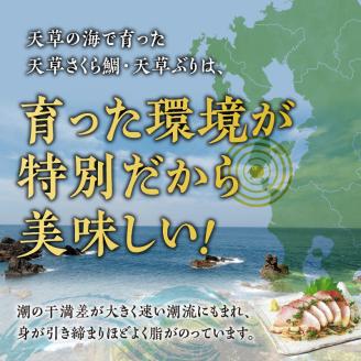 S042-004_天草YO！殖魚便 ぶり さくら鯛