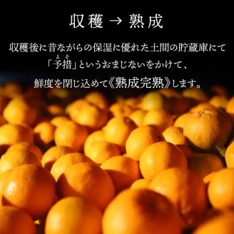 S117-010_香りを食す！熟成完熟天草ぽんかん 1月発送 約10kg箱 秀品〈先行受付〉