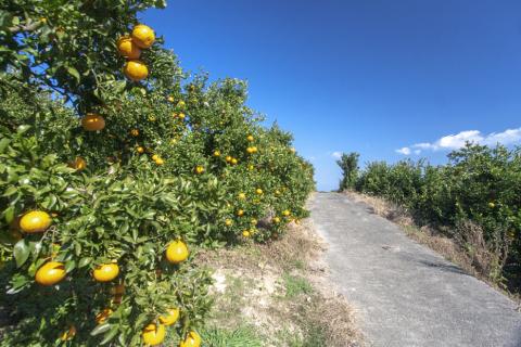 S097-003_天草市五和町産　肥の豊　約10kg〈先行受付〉