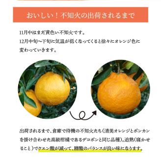 S153-002_天草産 訳あり 不知火 約5kg【先行受付】