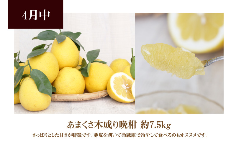 S040-013_【定期便 3回】厳選！天草 下浦地区の農家が愛情込めて育てた柑橘3種〈先行予約〉