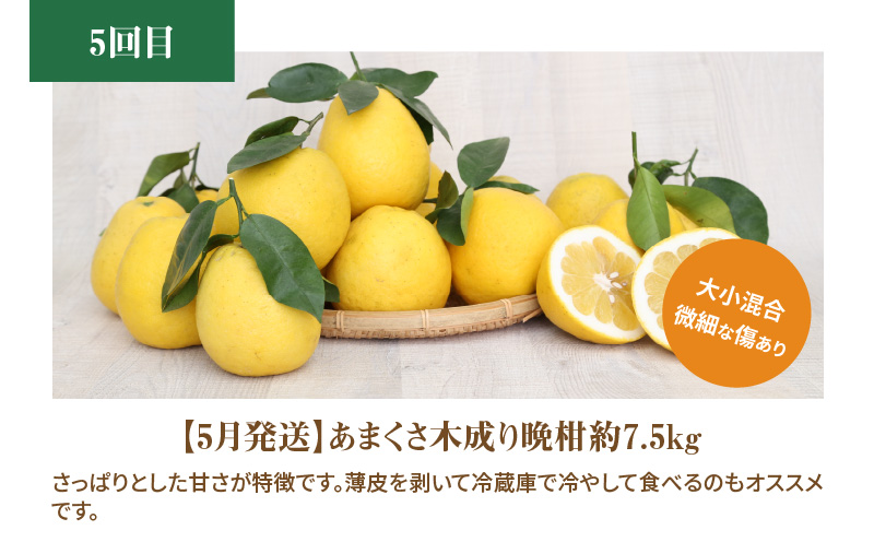 S040-018_【訳あり 定期便5回】天草 下浦地区の農家が愛情込めて育てた柑橘5種〈先行予約〉