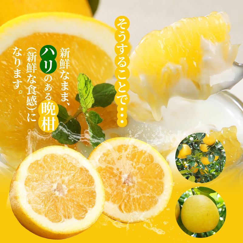 S040-023_【2026.6月発送】農家の手摘みあまくさ木成り晩柑 　約7.5kg 2026.6月発送