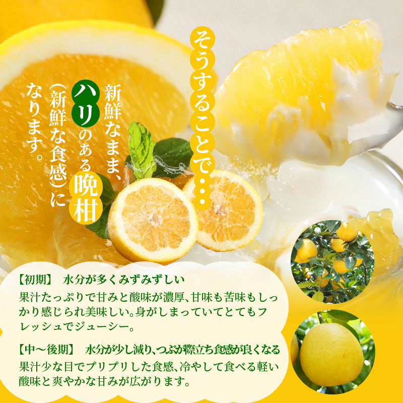 S040-024_【定期便3回】もぎたて！！ 愛情たっぷりあまくさ木成り晩柑食べ比べコース