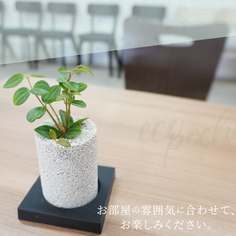 S060-111_【ふるさと納税限定】初心者の人にもお勧め！エコ・ポチ　トライアルセット・ミニ