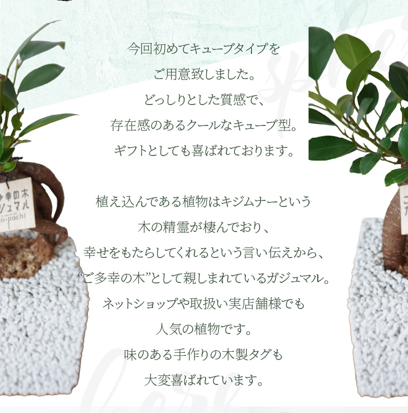 S060-114_エコ・ポチ　キューブ白　ガジュマル キューブ白