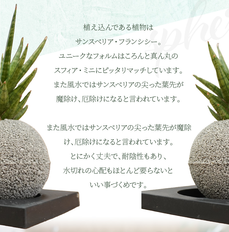 S060-115_エコ・ポチ　スフィア・ミニグレー　サンスベリア