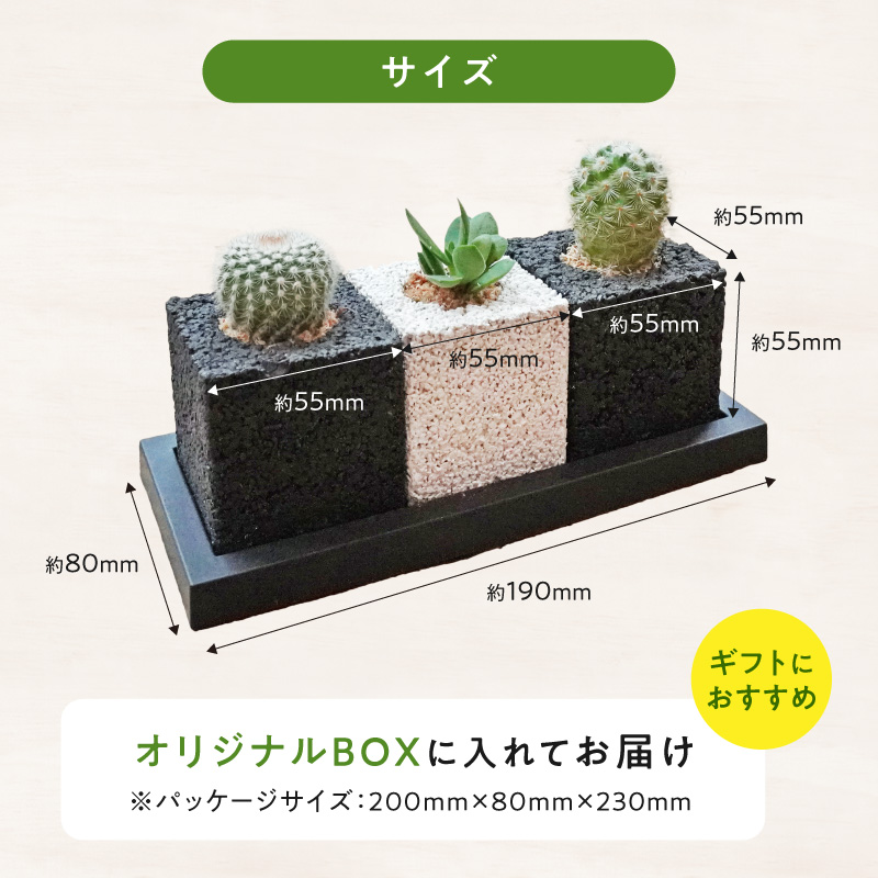 S060-122_キューブ・トゥーリオ　世界初の消臭グリーン(サボテン・多肉植物）