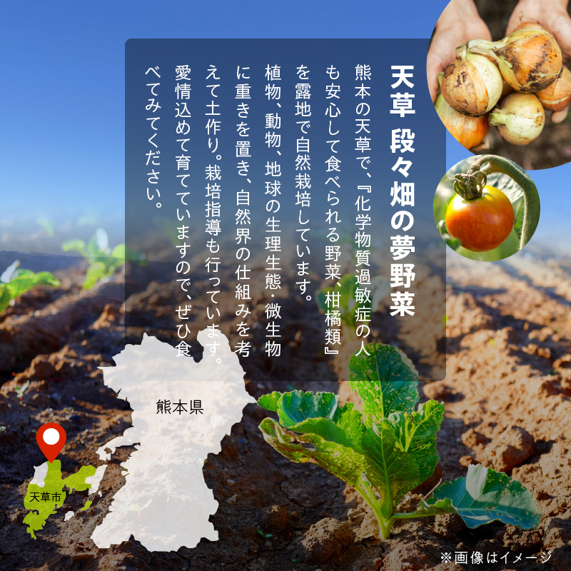 S096-004-T12_【定期便12回】季節のおまかせ野菜と果物セット 定期便12回