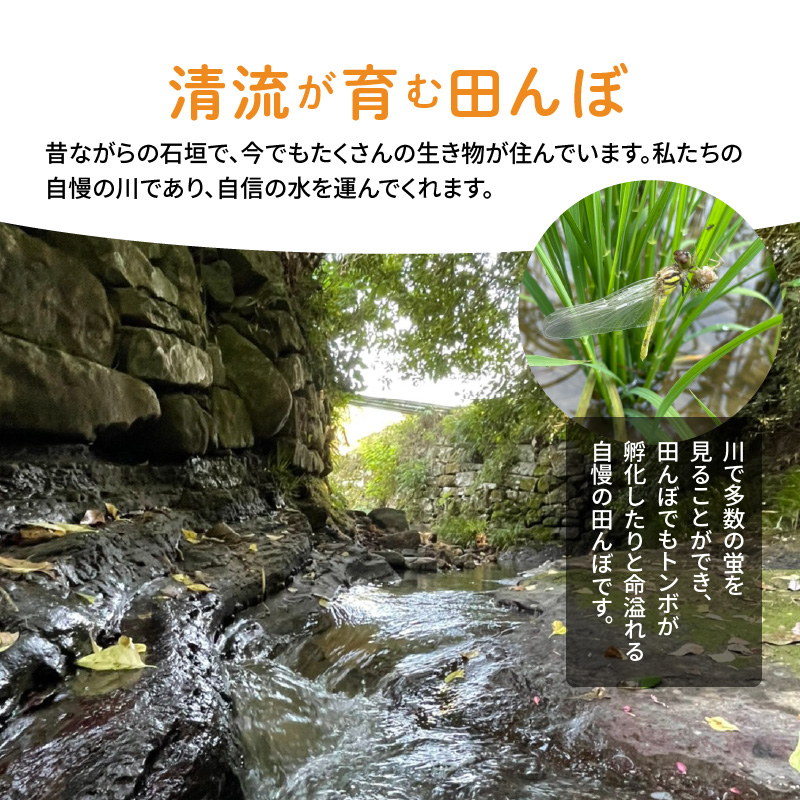 S108-004A_〈令和8年産〉熊本県天草産　天草の大地の恵み　新米コシヒカリ12㎏【先行予約】