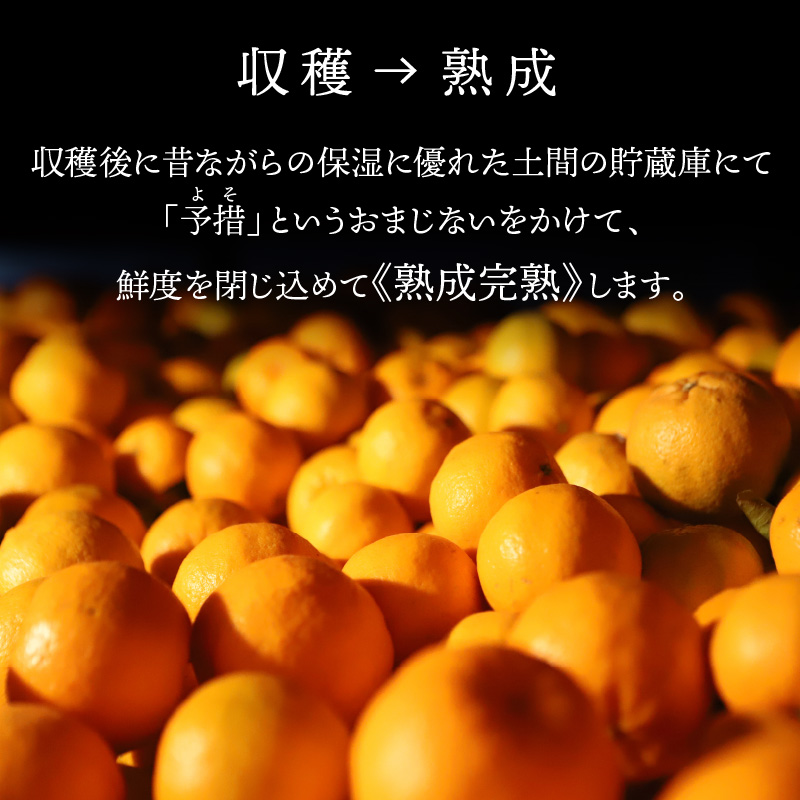 S117-004_香りを食す！熟成完熟天草ぽんかん 2月発送 約3kg秀品〈先行受付〉