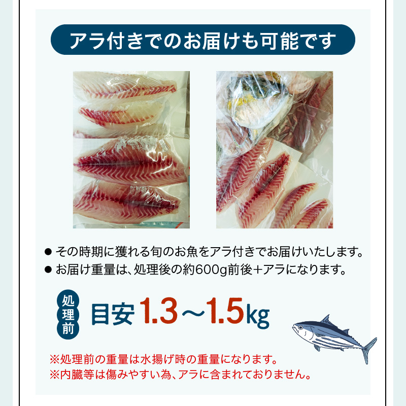 S121-T05_【全12回　連続 指定日必須】 お刺身用柵定期便