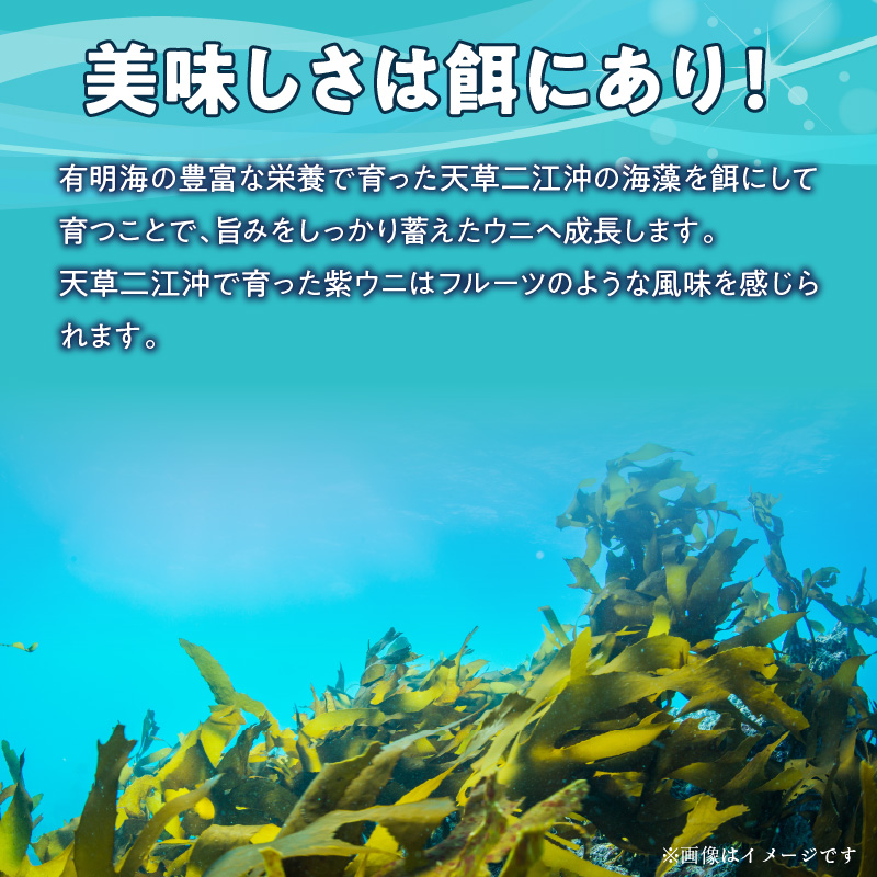 S157-012_天草二江の天然紫うに 100g 100g