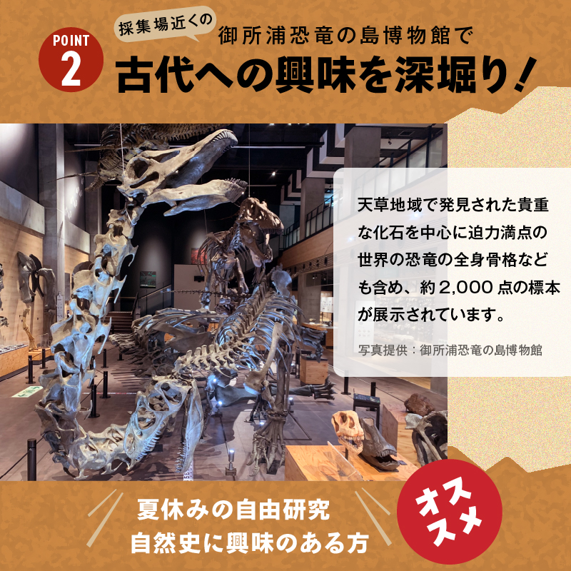 S174-005_化石ディグ利用券(5名様) 5枚