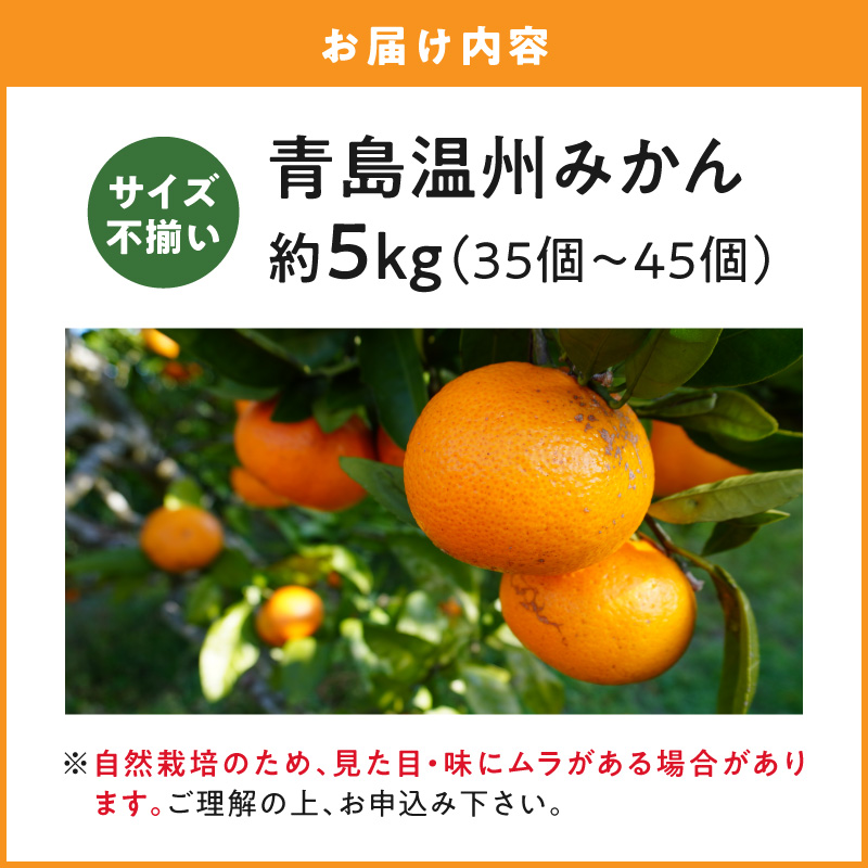 S178-003_青島温州みかん 約5kg