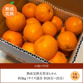 S117-003_香りを食す！熟成完熟天草ぽんかん 1月発送 約3kg秀品〈先行受付〉